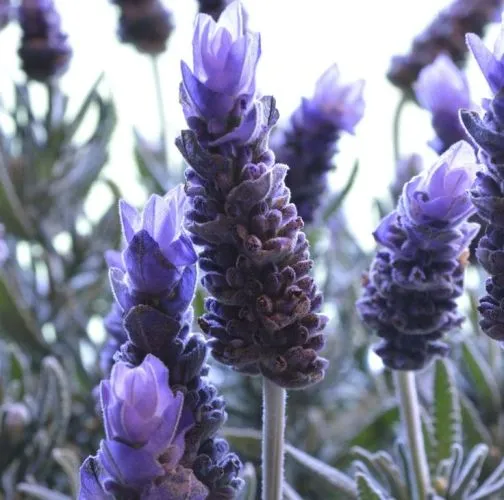 Lavender (true) French oil - Certified Organic 4